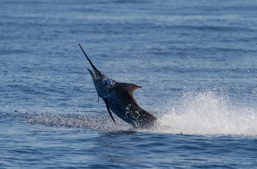 The 466-pound marlin hauled in by the Stella June crew.