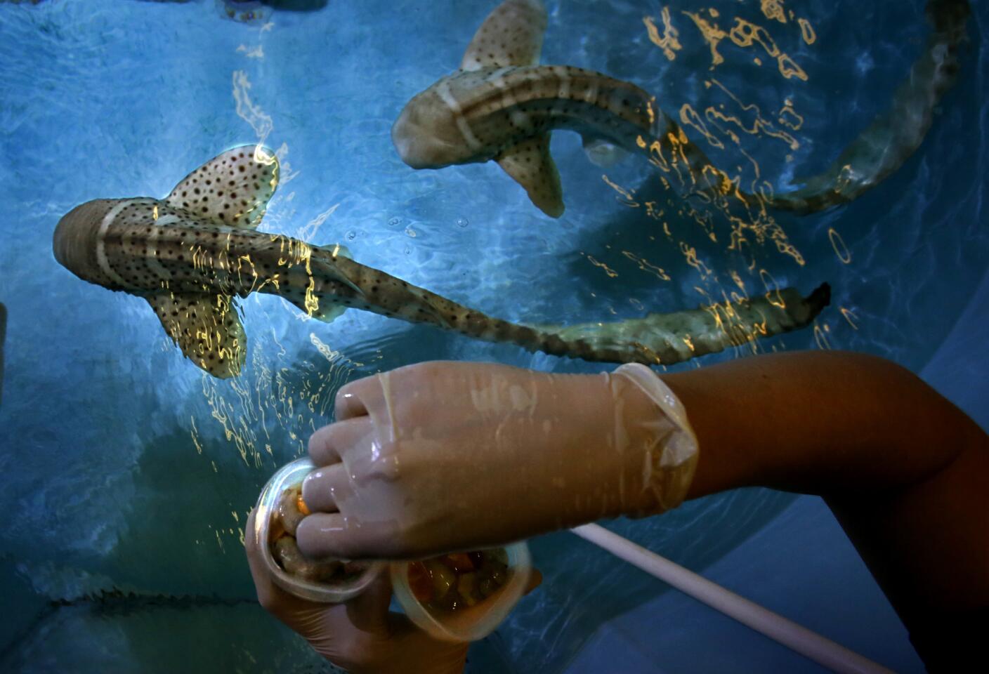 Zebra sharks