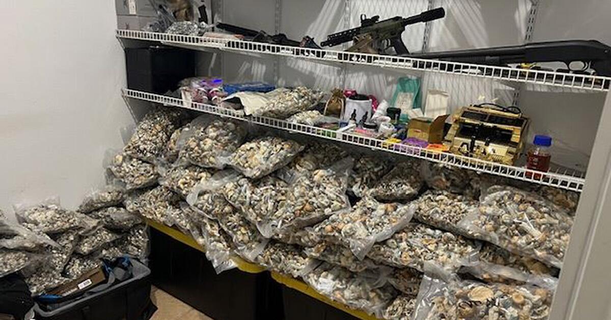About million in psilocybin mushrooms were seized in Riverside County About million in psilocybin mushrooms were seized in Riverside County