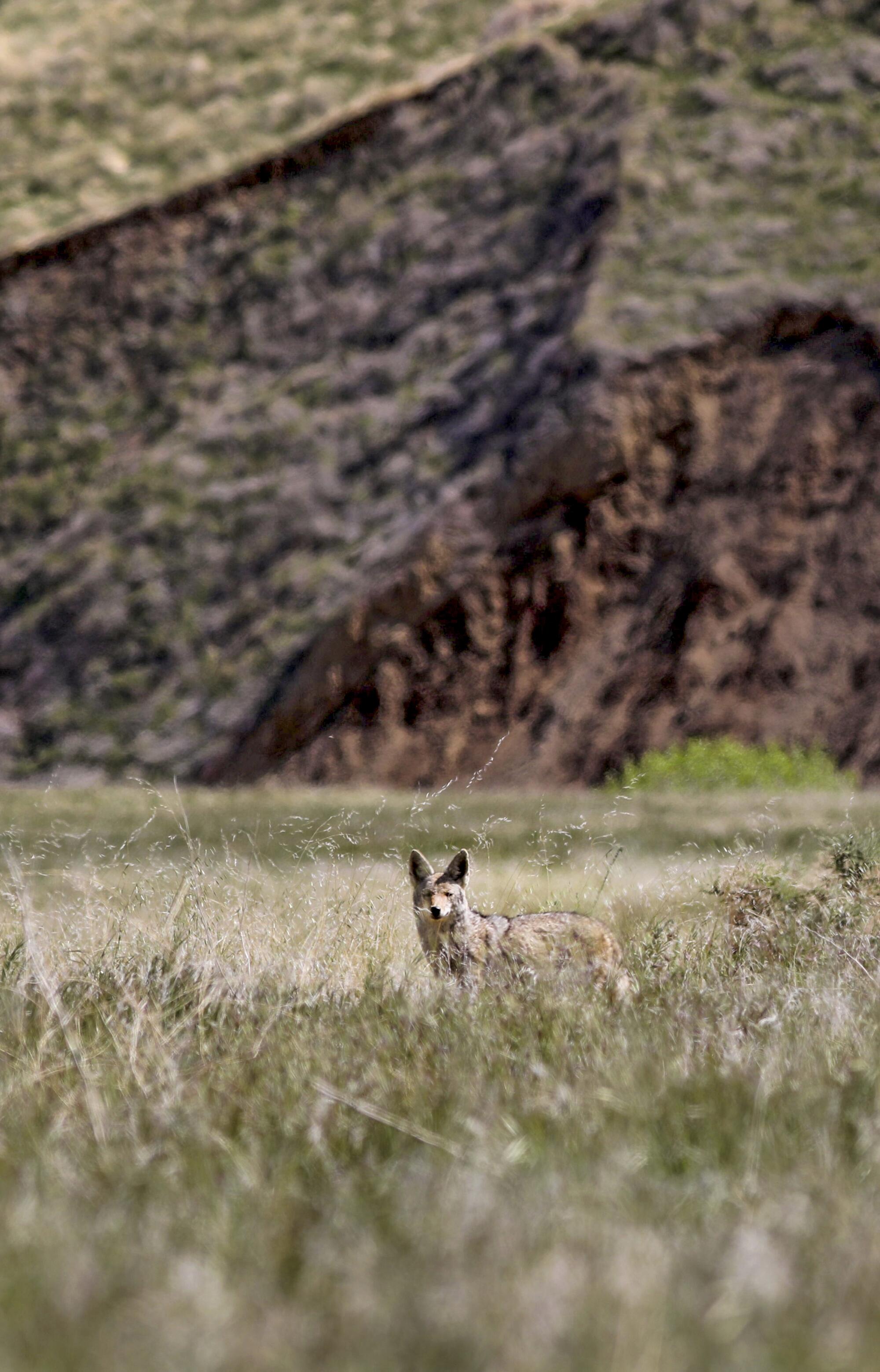 A coyote peers through the brush at the Wind Wolves Preserve.