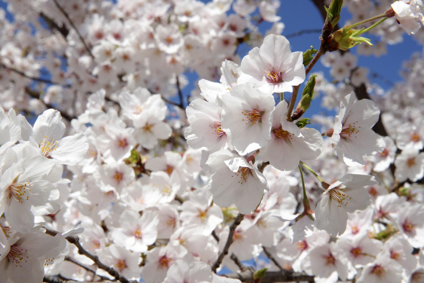 Cherry blossoms in Washington