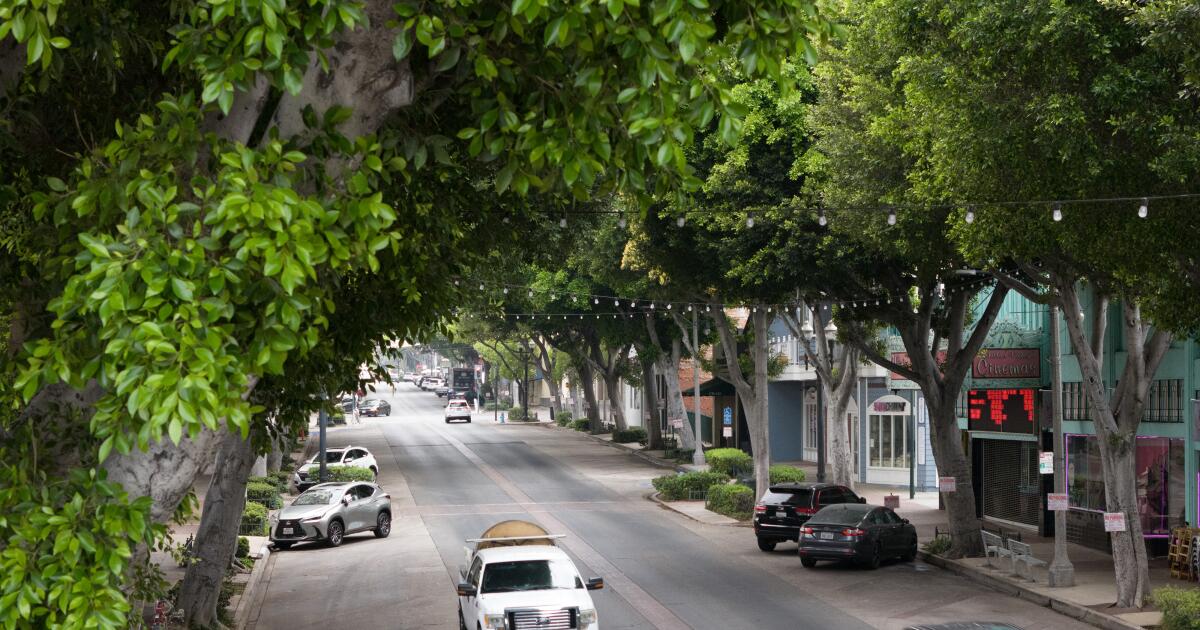 Bir sokağı güzelleştirmek için ağaçları mı kesiyorsunuz? Whittier ne düşünüyor?