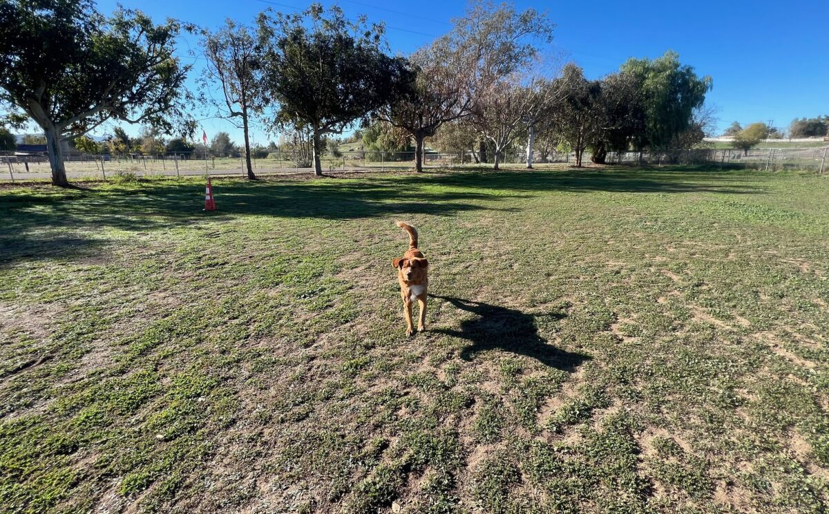 Ramona resident Donna Murdoch’s dog, Hunter, makes weekly excursions to The Circle G Ranch Dog Park to play and train.