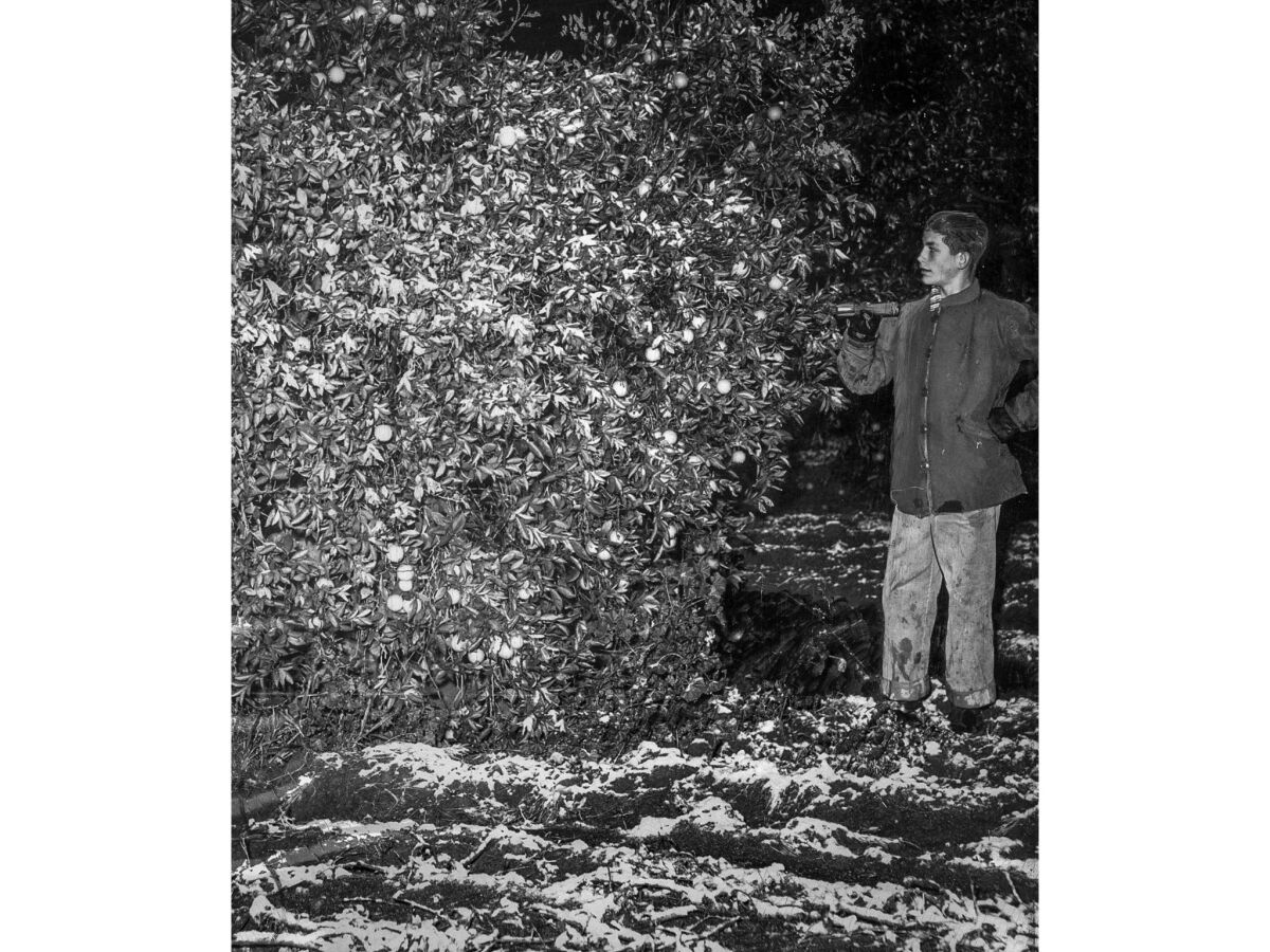 Jan. 10, 1949: Arvid Doucette in Riverside examines snow on citrus trees.