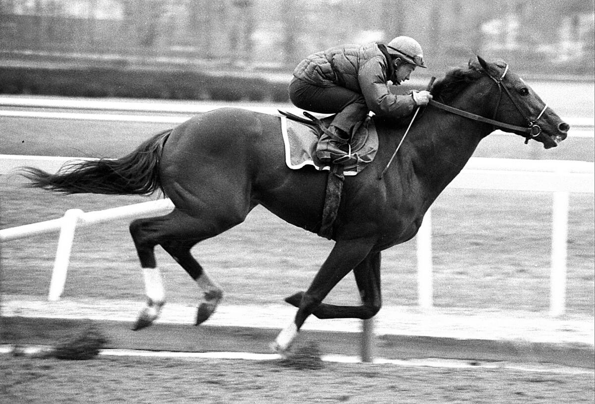 Secretariat, with jockey Ron Turcotte riding, works out at Belmont Park