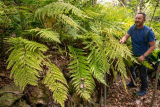 LOS ANGELES, CA-MAY 24, 2023:Jason Wise, certified naturalist and outdoor educator, is photographed next to Coastal Woodfern growing at Griffith Park in Los Angeles. Wise is also a gay LGBTQ advocate who will be guiding several free hikes about "Queer Ecology" in June during Pride Month. Coastal Woodfern is an example of queer ecology because they can reproduce asexually. Like redwoods, they can create clones as a result of new growth from the roots or they can reproduce using spores which don't require male and female parts. (Mel Melcon / Los Angeles Times)