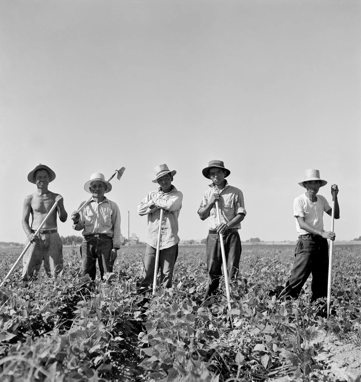 Laborers in sugar beet fields outside of Shelley, Idaho, in 1942. (Russell Lee / Library of Congress, Prints & Photographs Division, FSA-OWI Collection / Oregon Cultural Heritage Commission)