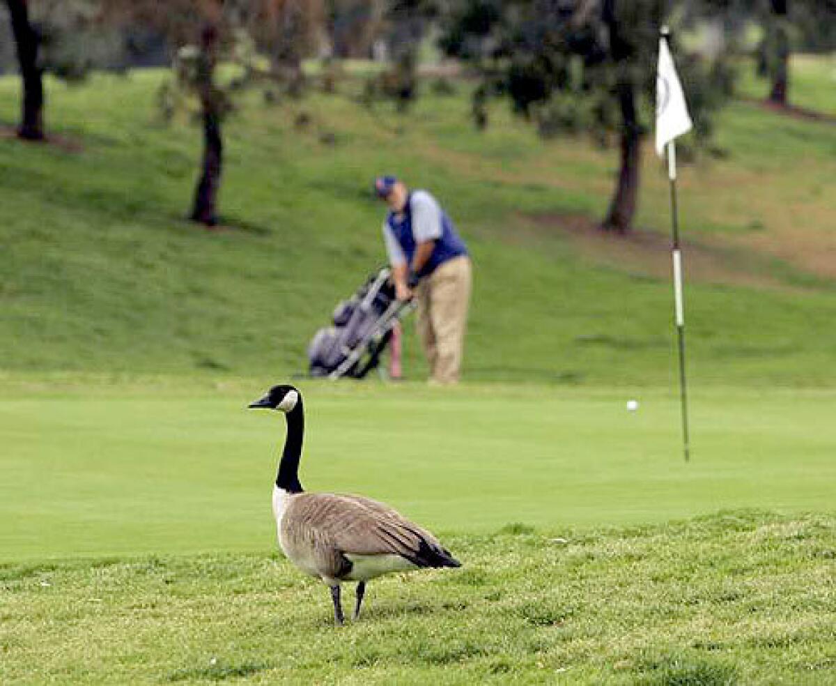A Canadian goose grazes near the 8th green of the Harding Golf Course at Griffith Park, which is one of the oldest courses in Los Angeles County.