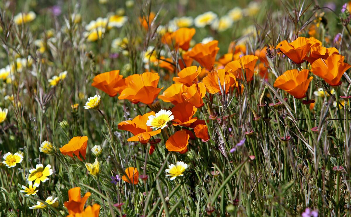 California poppies grow on a hillside near Angeles Forest Highway and Sierra Highway in March 2024. 