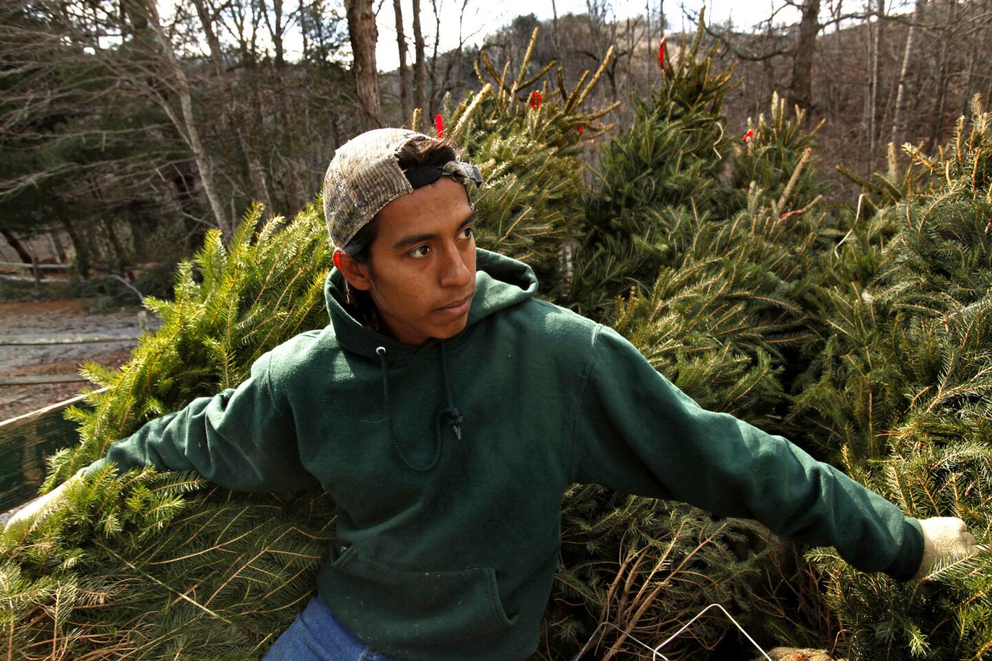 Jose Gill, 23, from Tamaulipas state in Mexico, is starting his second year as a guest worker at Barr Evergreens in Crumpler, N.C. His employer, Rusty Barr, pays for transportation from Mexico, housing and insurance, among other things, and must pay such workers about a third more than the state minimum wage. It's still poor by U.S. standards, but the workers say it's better than what they can find back home.