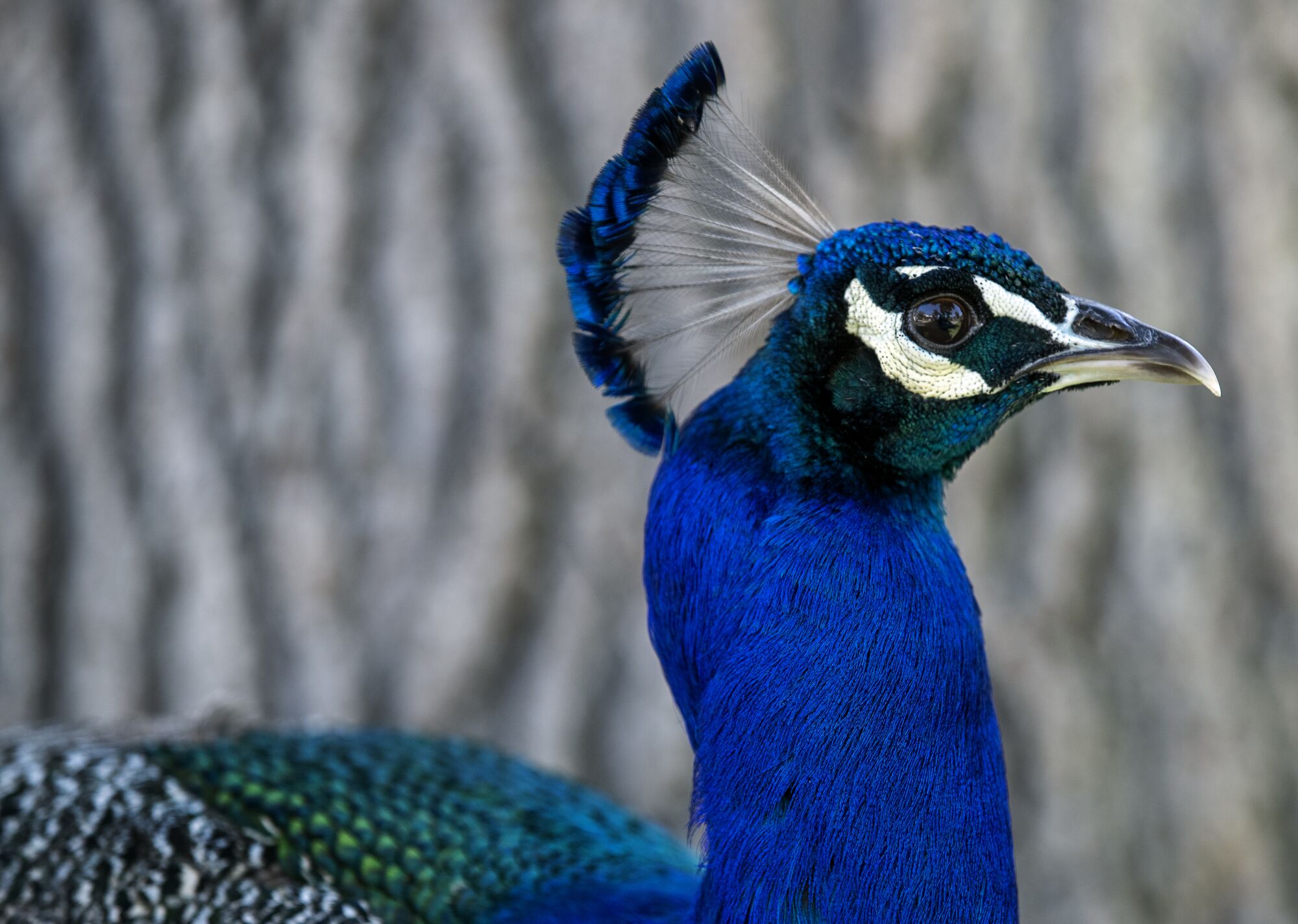 A brilliantly blue peacock with a large crest, the smaller blue top feathers on his head, gazing into the camera