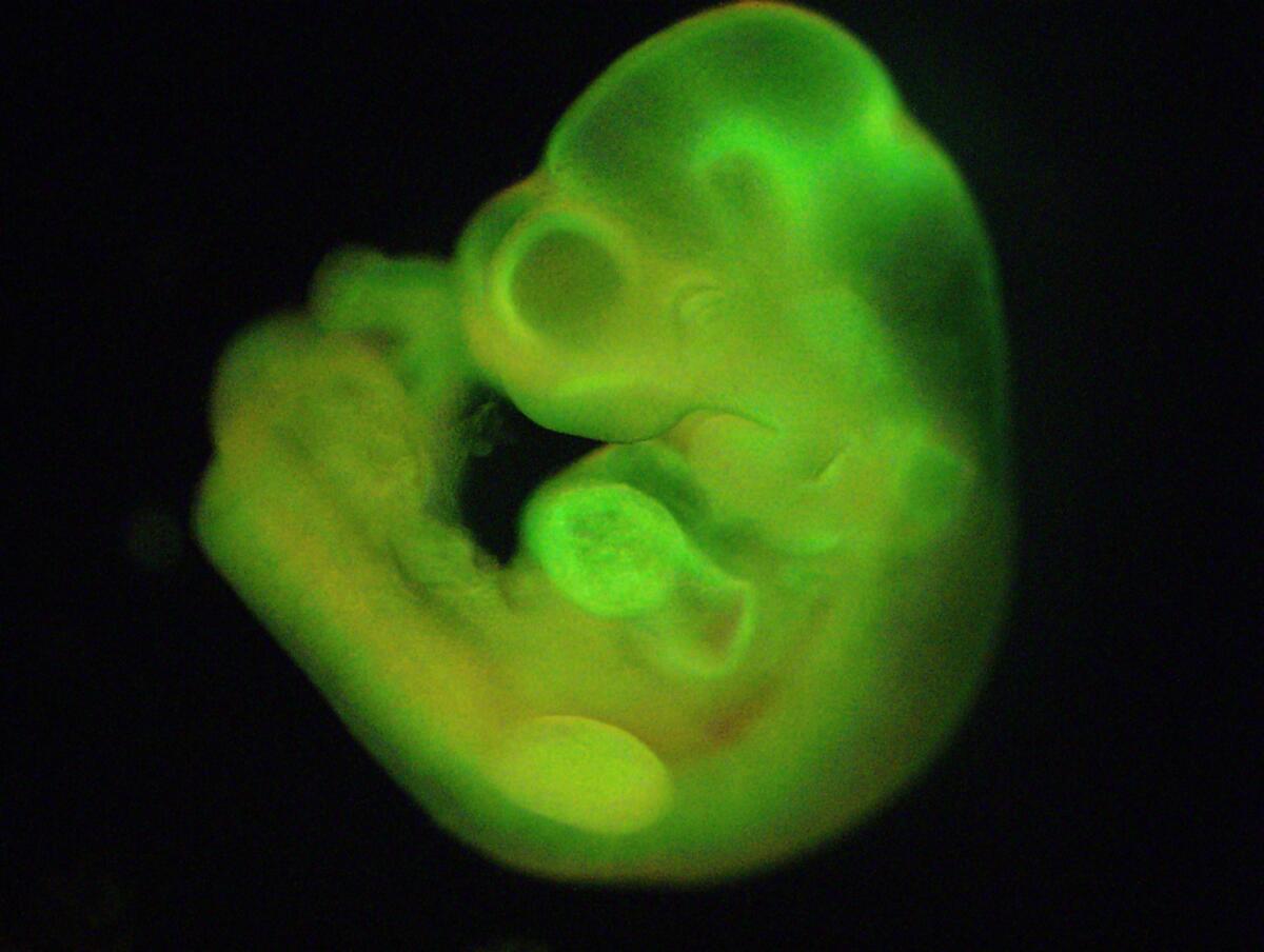 A mouse embryo grown from mouse stem cells: Next up, humans?