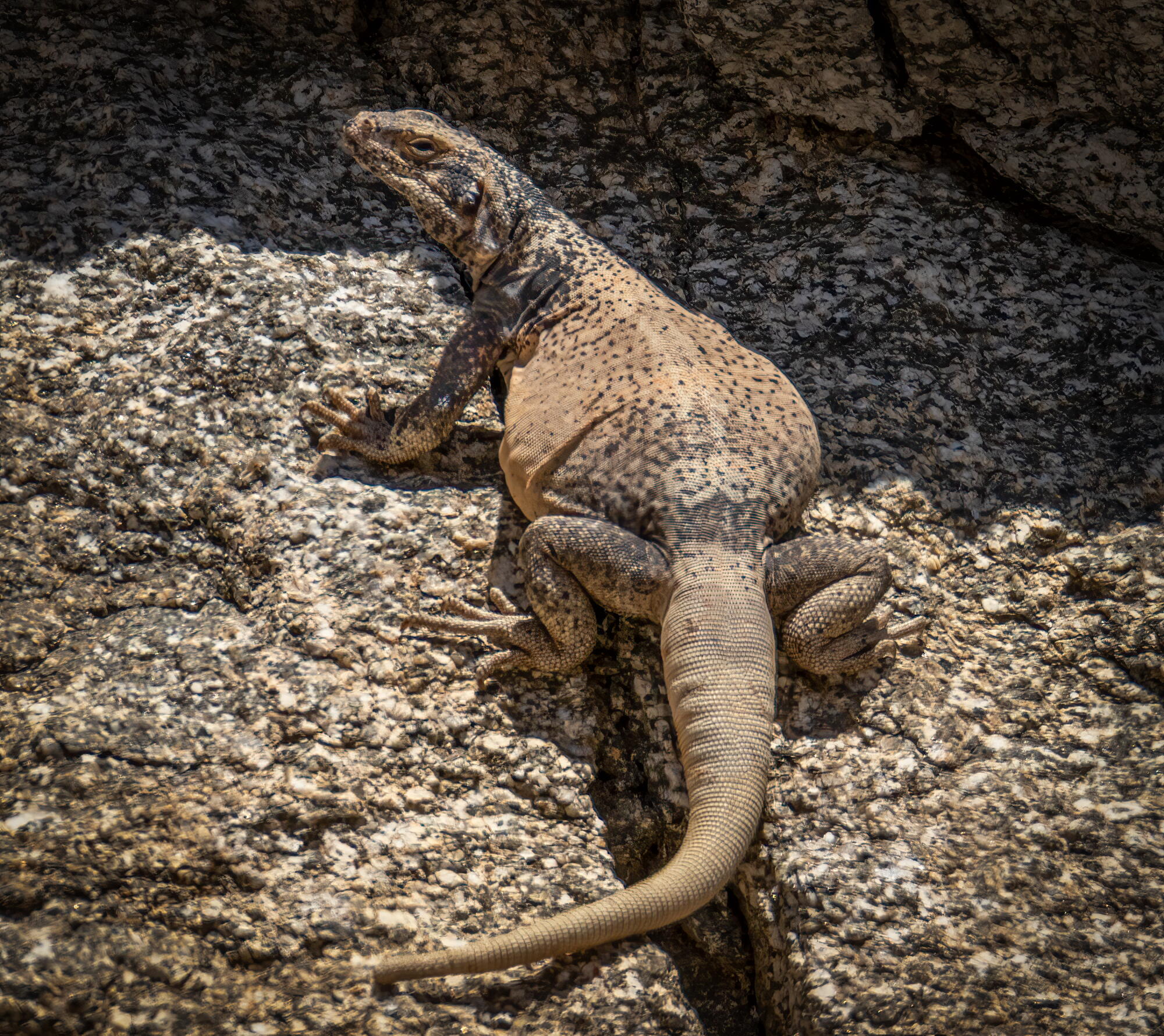 Chuckwalla Inflated Interior Secretary Burgum eyes national monuments for energy resources ...