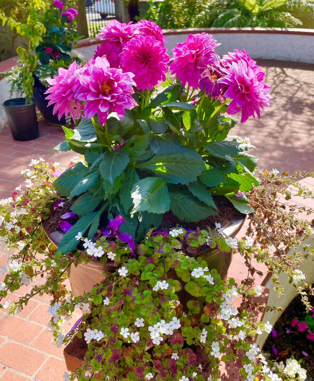 Pots overflow with colorful blooms in this local garden.