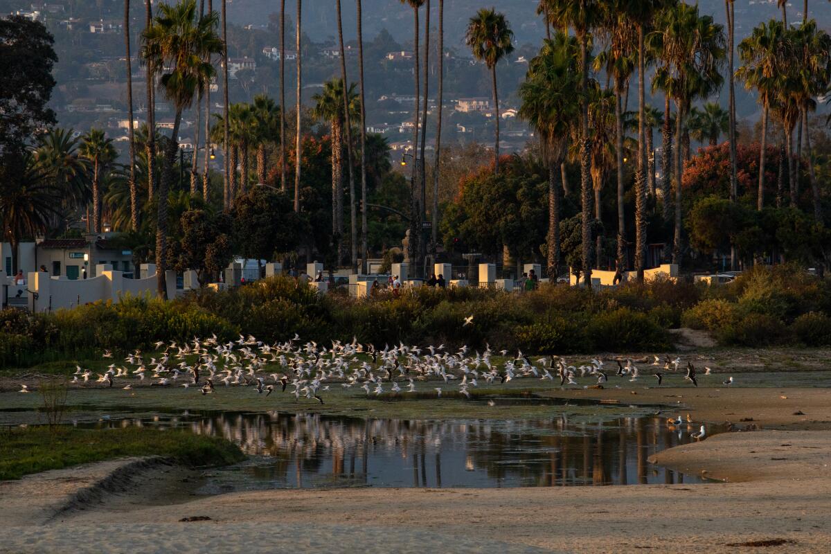 A flock of black skimmers flies over a pool of water in Santa Barbara.