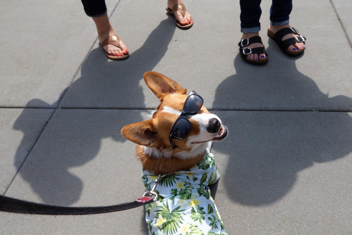 Amazon dog culture in Seattle