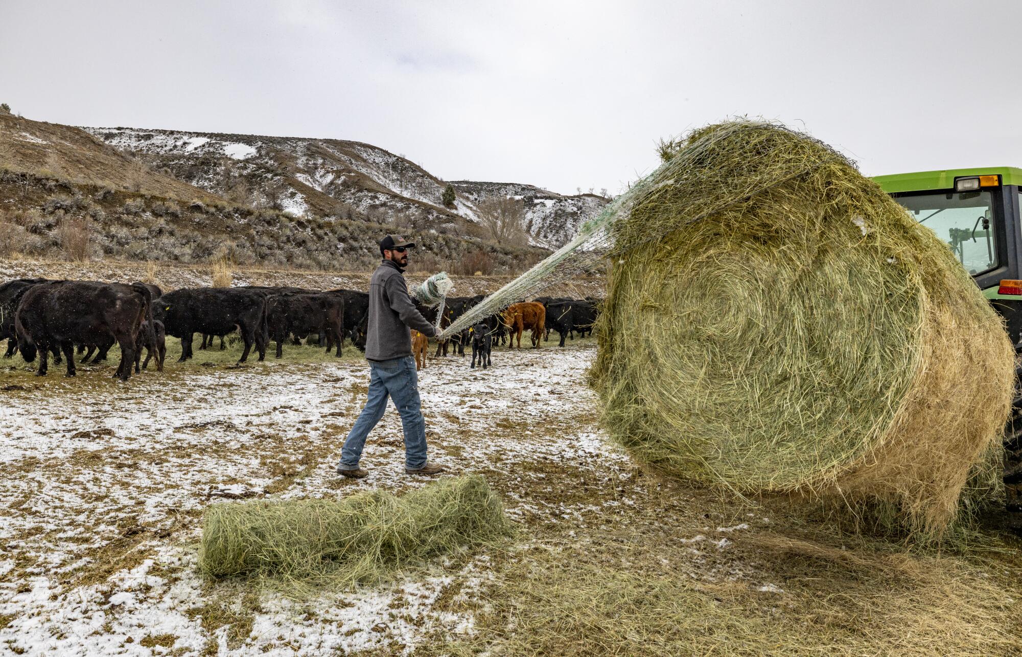 Rancher Doug Bruchez pulls off netting to feed the herd of black and brown Angus cattle 