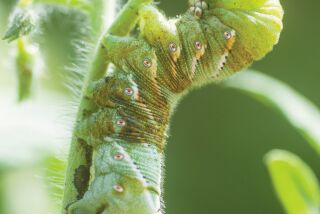 Hornworms’ color makes them hard to spot on tomato plants. Look for their dark droppings.