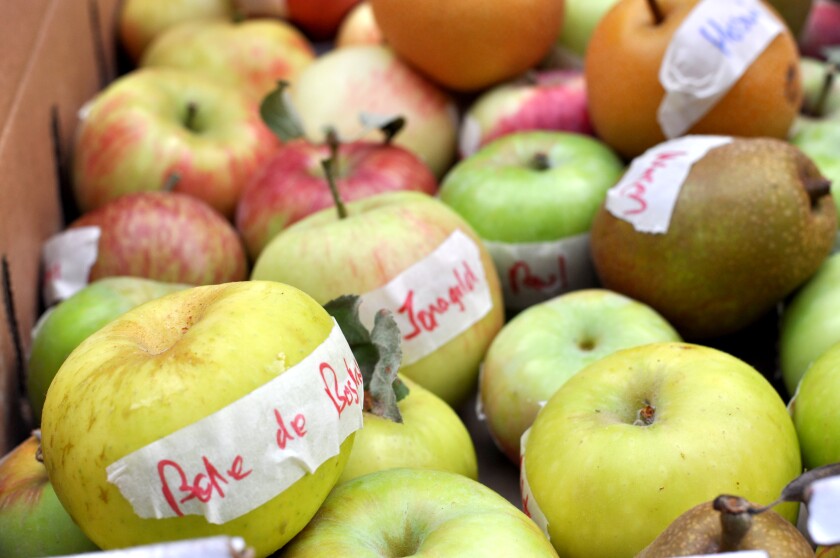 Heirloom apples