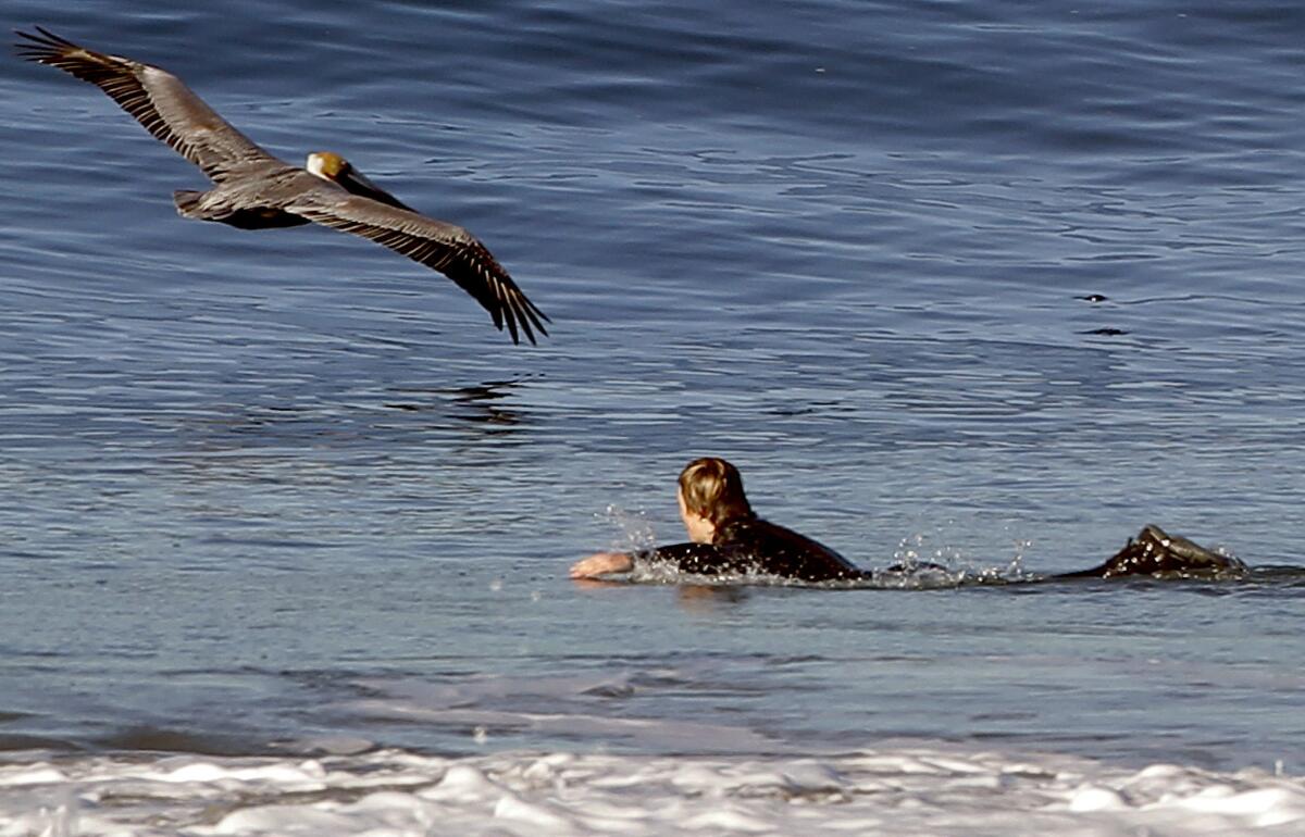 A surfer watches the water as a pelican flys past him in Manhattan Beach. The city is part of a coastal Senate district drawing a large crowd of candidates.