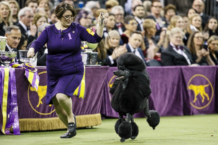 FILE - In this Tuesday, Feb. 11, 2020, file photo, Siba, a standard poodle, competes for Best in Show during 144th Westminster Kennel Club dog show in New York. America's top dogs won't have fans at this year's Westminster Kennel Club dog show. The club announced Monday, March 29, 2021, that spectators and vendors won't be allowed this year because of coronavirus limitations. It's the latest in a series of pandemic shakeups to the nation's most prestigious canine competition, which will be held June 12-13 and has moved from New York City's Hudson River piers and Madison Square Garden to an outdoor setting 25 miles north of Manhattan. (AP Photo/John Minchillo, File)