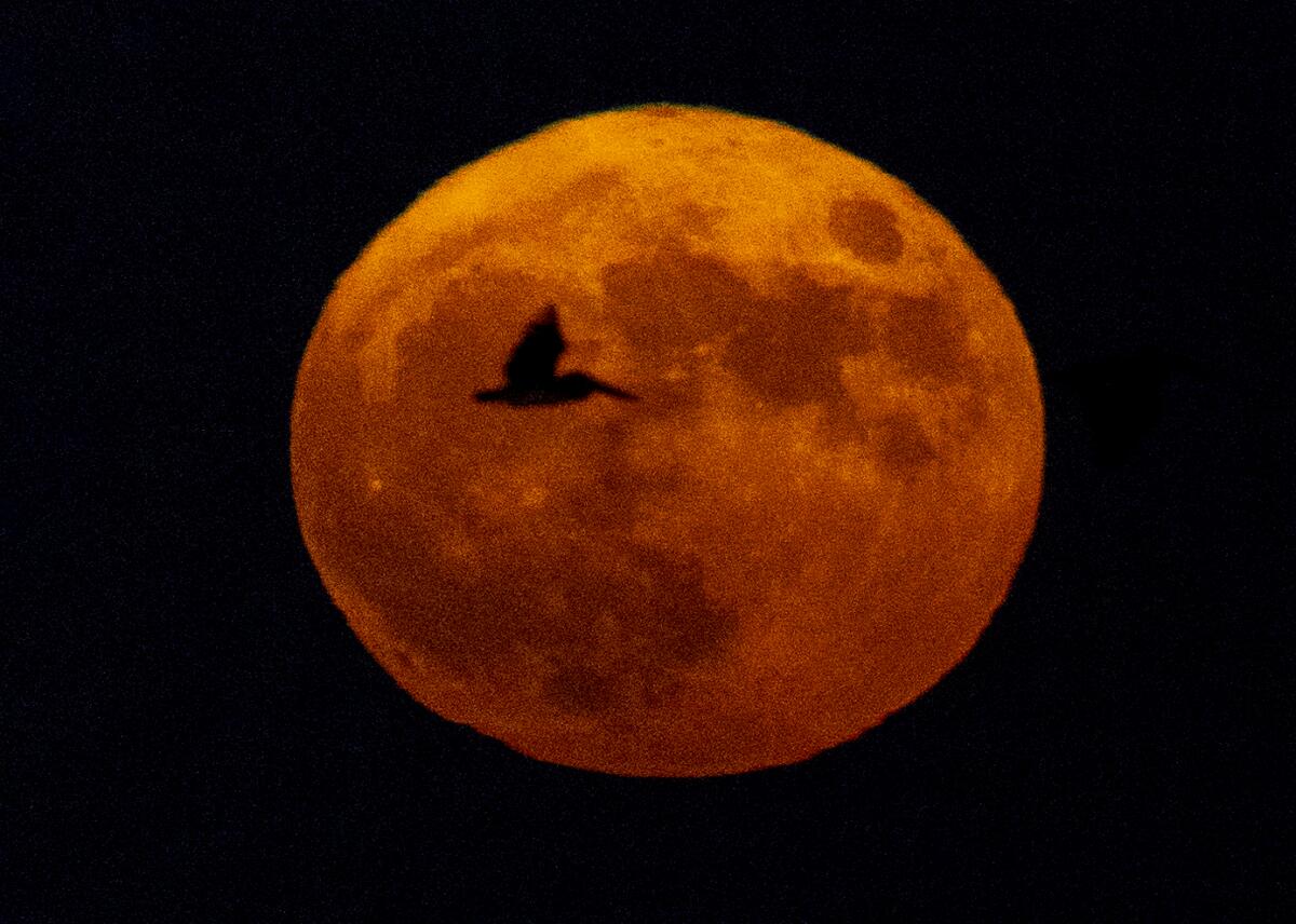 A pelican in flight is silhouetted by the super blue moon in San Pedro on Aug. 30,