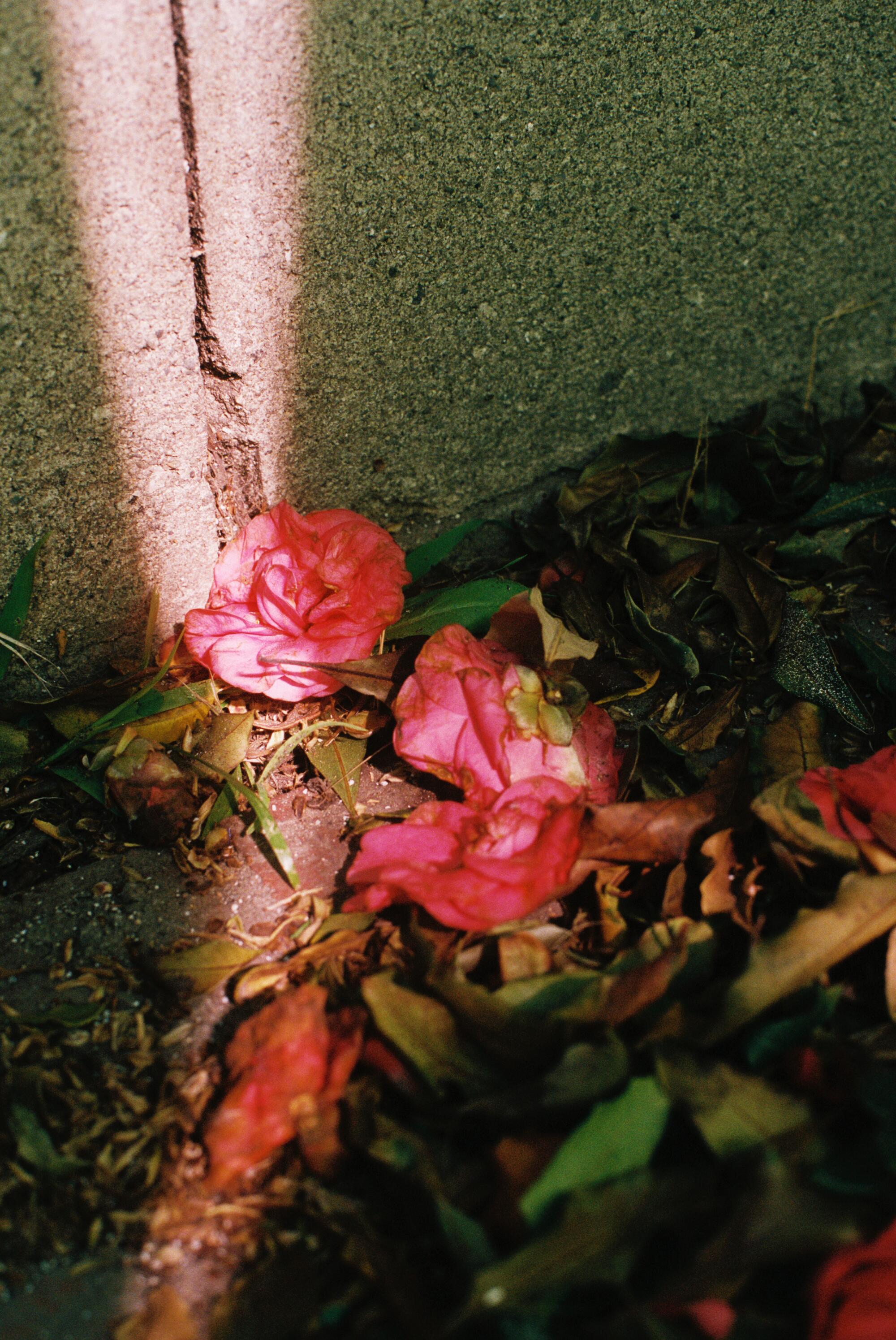 Roses on the ground in a sliver of sunlight