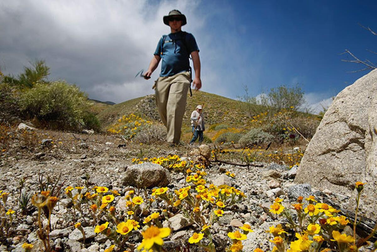 Volunteers walk through Whitewater Canyon during a biological inventory of the area. Winter rains have made the canyon preserve flush with wildflowers and blooming plants. See full story