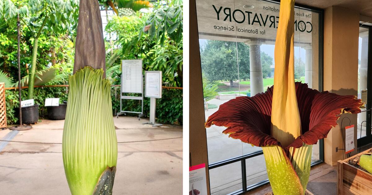 Smell that? A rare corpse flower is about to bloom at the Huntington