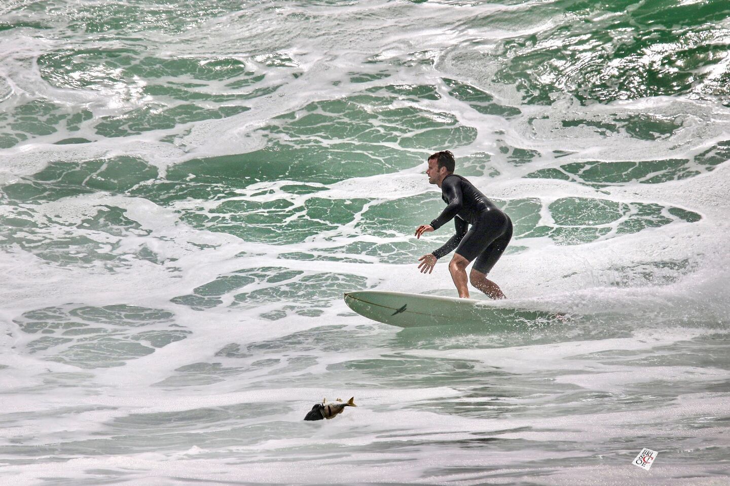 Christopher Briscoe surfer and deal.jpg