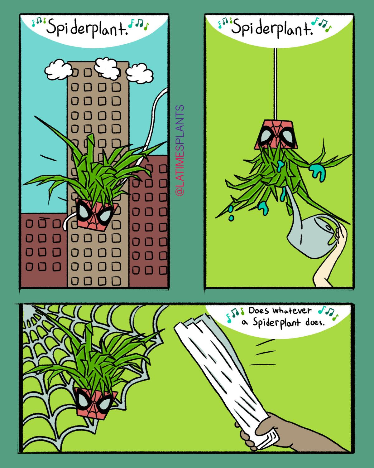 Spiderplant