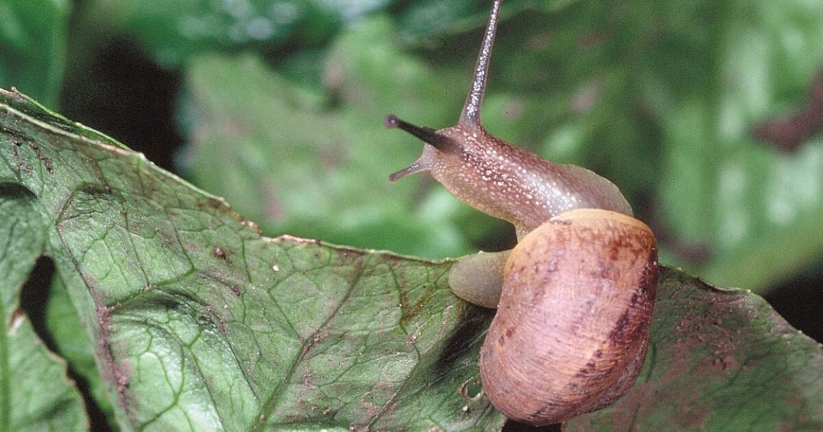 Stowaway Snails Slugs Could Be Hazardous The San Diego Union Tribune