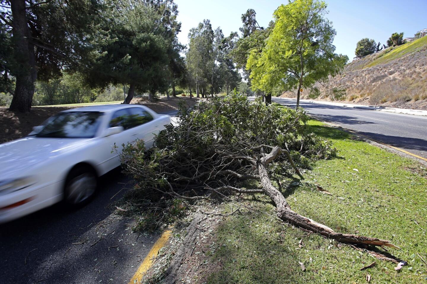 A fallen tree branch just misses a car on Olsen Road in Thousand Oaks. Strong winds, low humidity, high temperatures and very dry brush have combined to make for high fire danger.