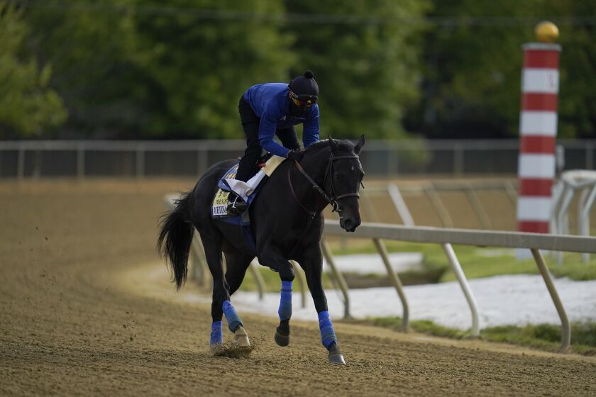 Exercise rider Humberto Gomez takes Kentucky Derby winner and Preakness entrant Medina Spirit over the track during a training session ahead of the Preakness Stakes at Pimlico Race Course, Wednesday, May 12, 2021, in Baltimore. (AP Photo/Julio Cortez)