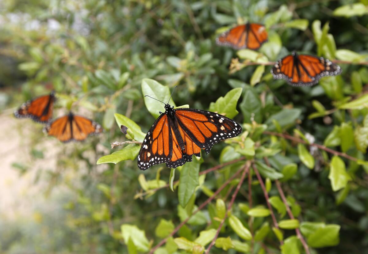 Las mariposas monarca aterrizan en una planta en el vivero de Butterfly Farms, una organización sin fines de lucro de Encinitas que se enfoca en la educación y la conservación.