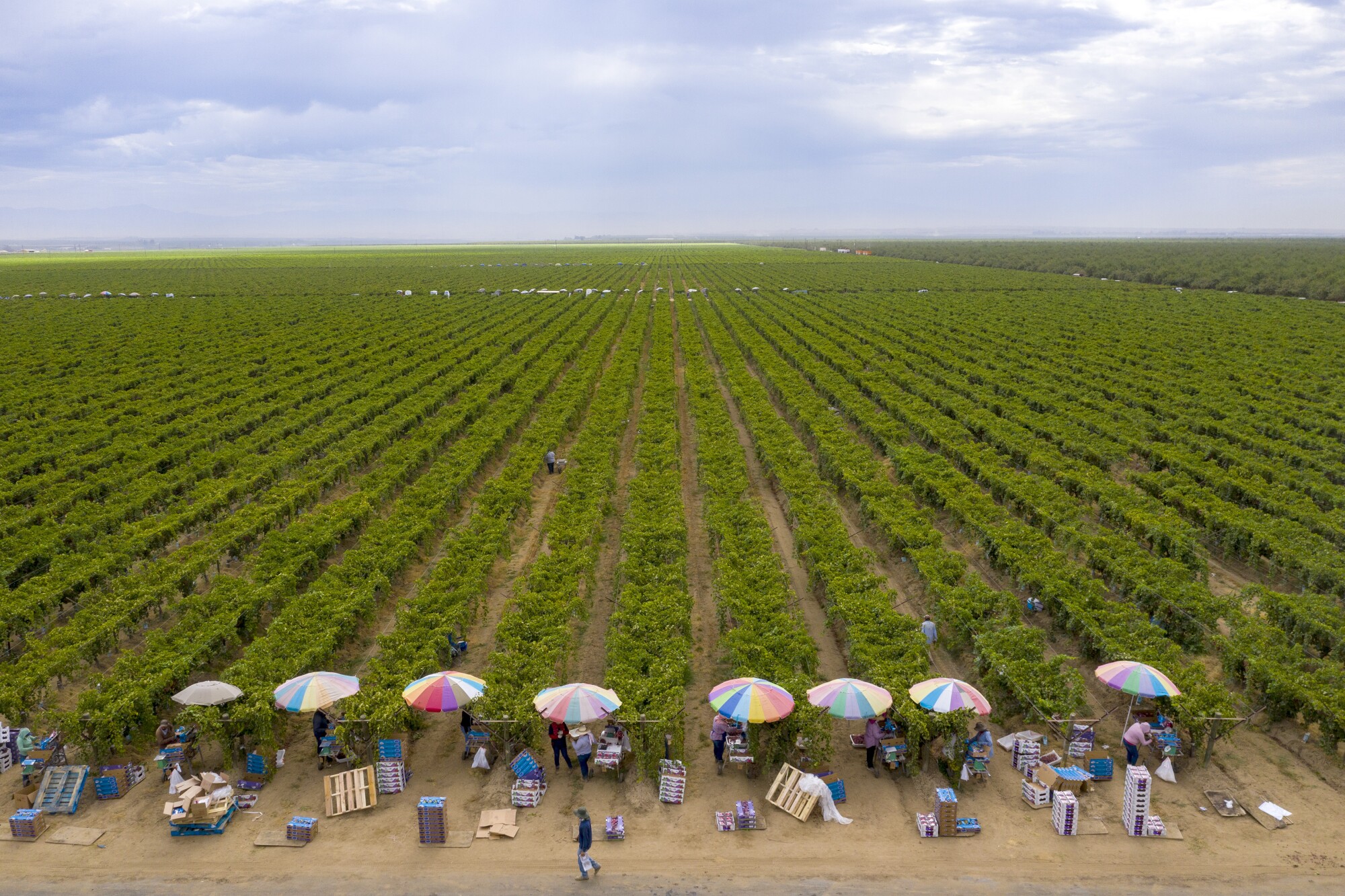 Umbrellas shade farmworkers as they pack up freshly harvested grapes recently in the Kern County town of Delano. 