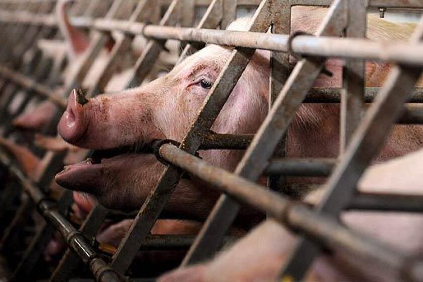 Pigs are being fed at a pig farm near Tetovo, Macedonia. The government there has banned all imports of living pigs because of the swine flu outbreak.