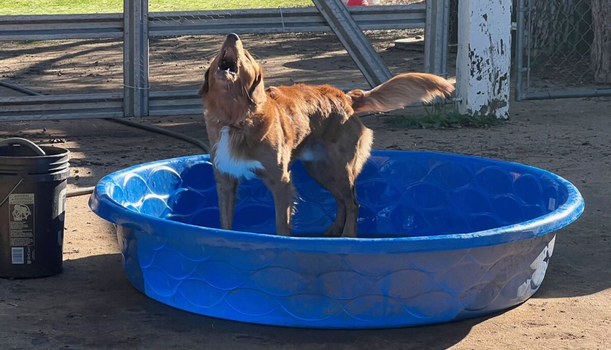Hunter, una Novia Scotia Duck Tolling Retriever, adora chapotear en la piscina para niños de Circle G Ranch.