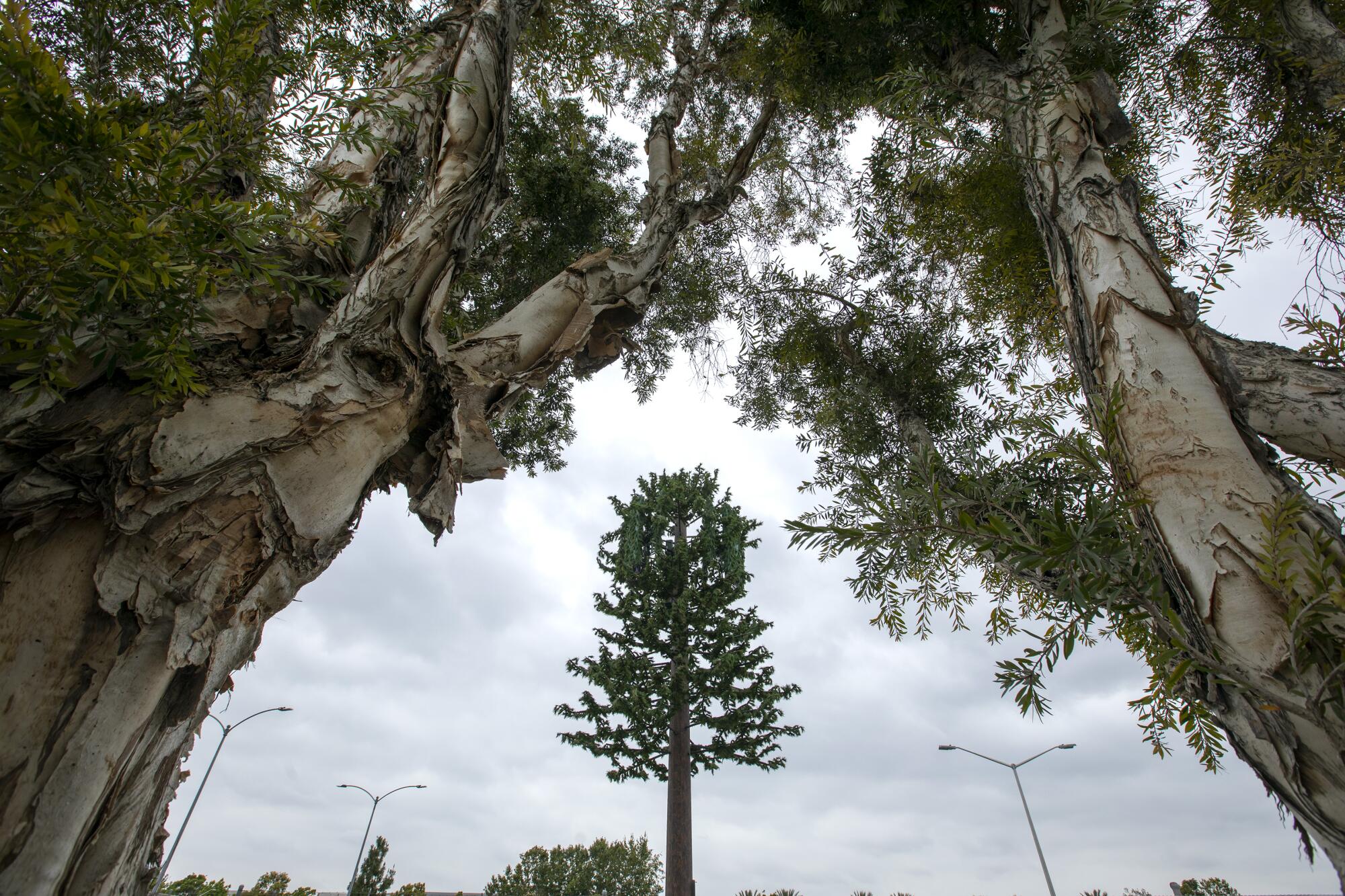 An image of a cell tower in a Downey maintenance yard.