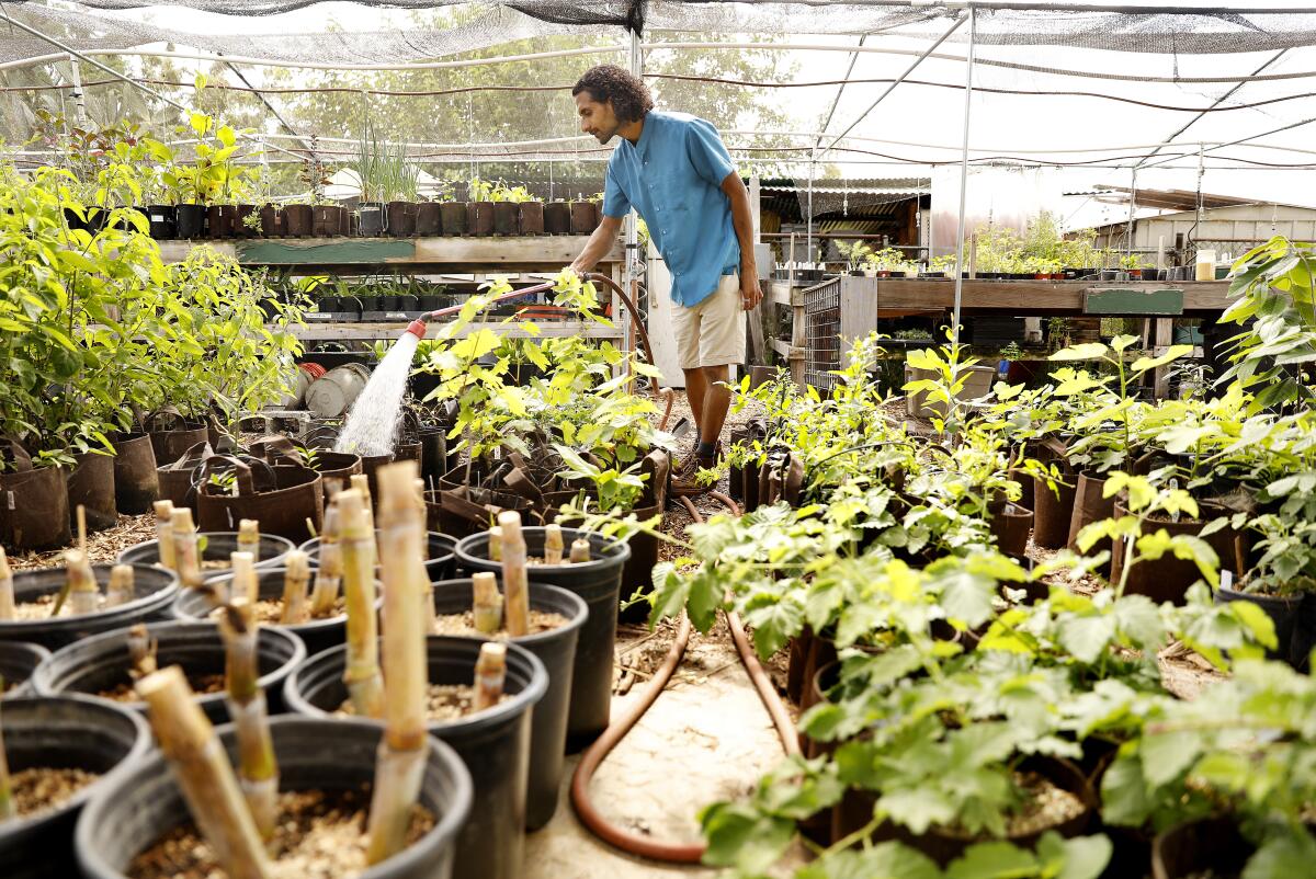 Rishi Kumar waters plants in the organic nursery at his farm in Pomona.