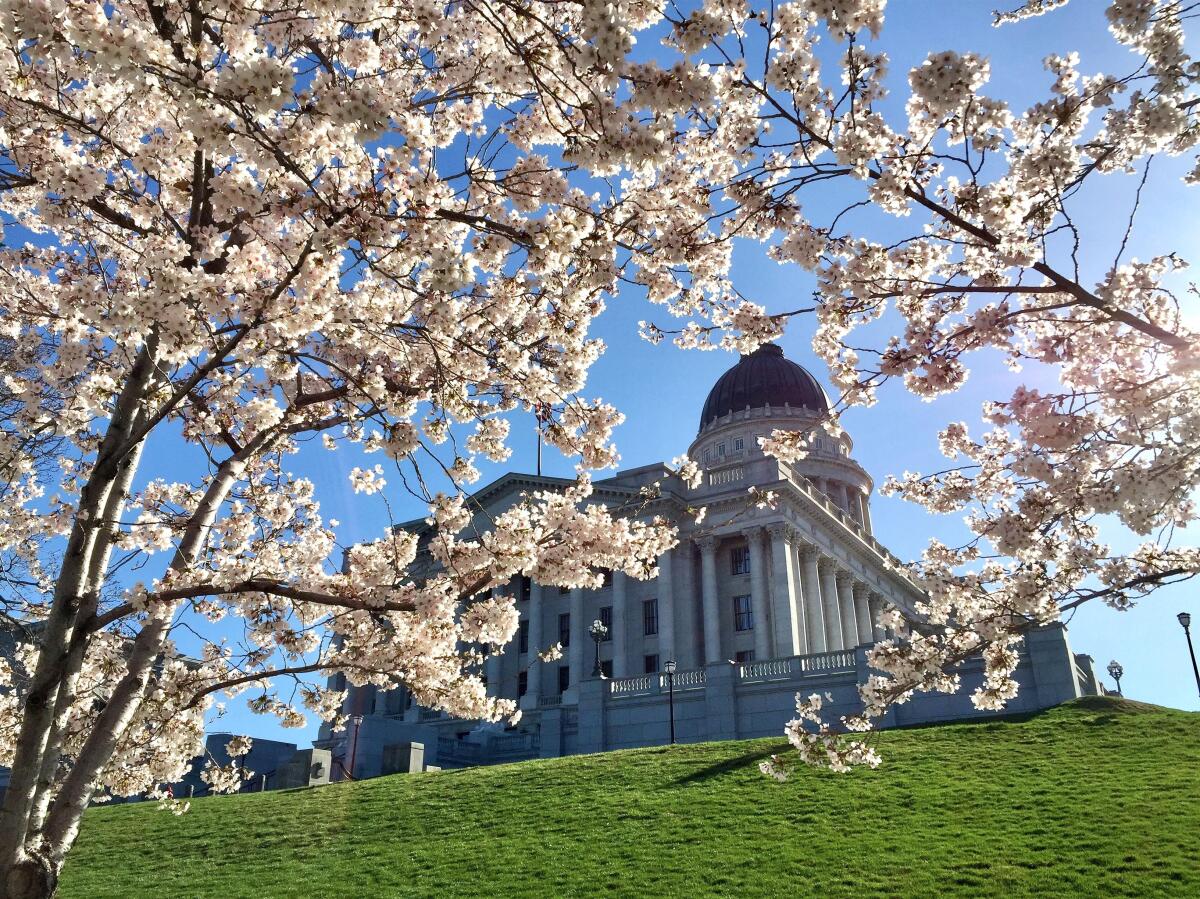 Utah State Capitol framed by cherry blossoms.