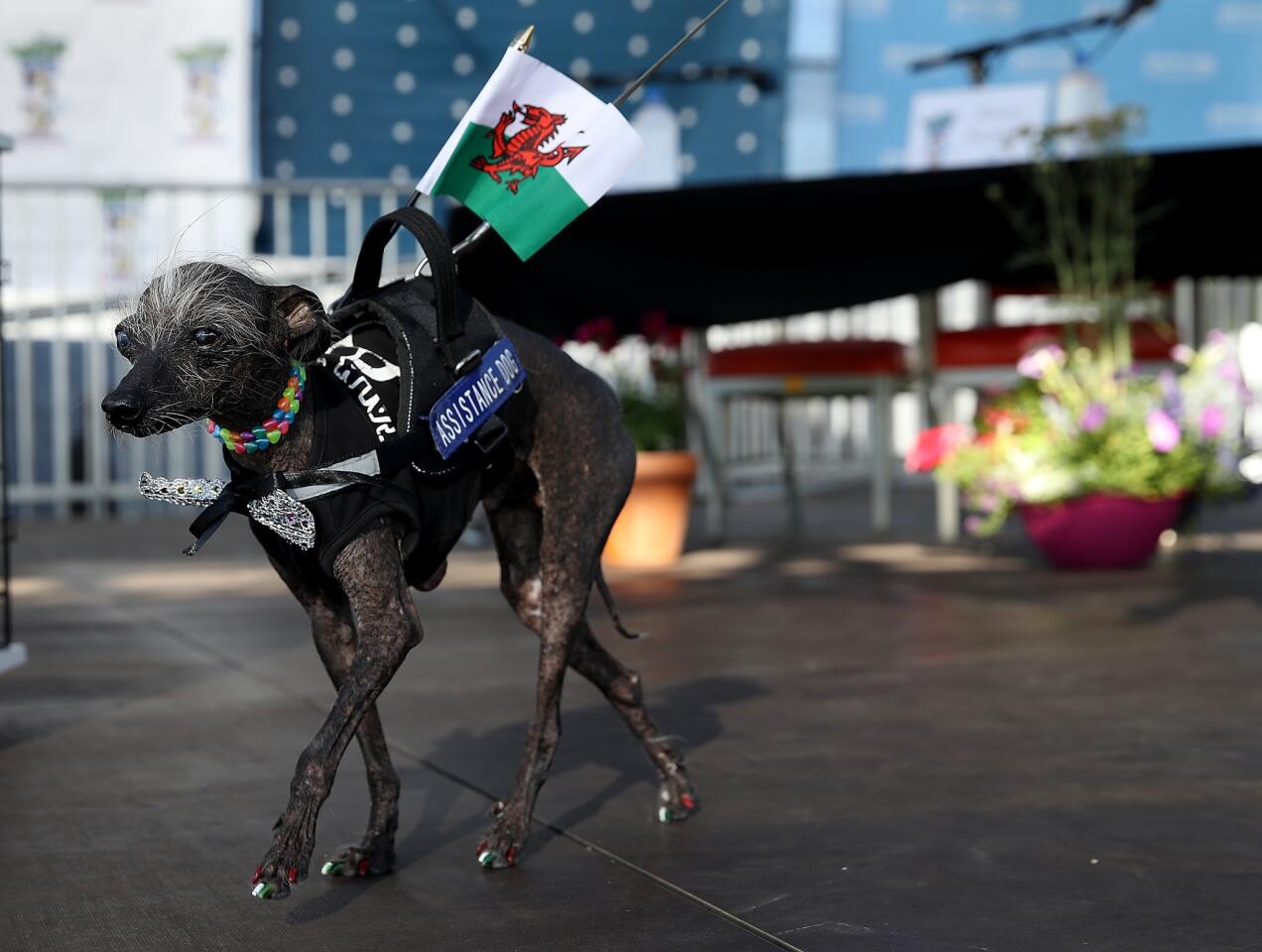 World's Ugliest Dog contest at the Sonoma-Marin Fair