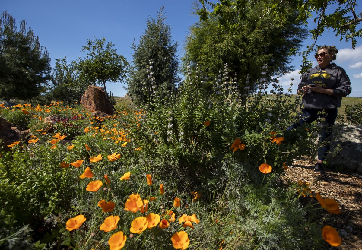 Loren Carroll is a volunteer who has spread California poppy seeds at the Huntington Beach Urban Forest.