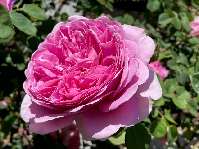 Princess Alexandra of Kent is a David Austin shrub rose that has huge fragrant blooms.