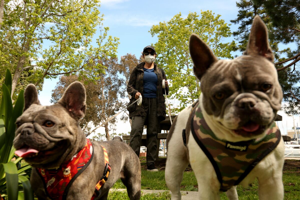 Nilou Zonozi wears a mask to walk her French bulldogs Ruby, left, and Hansel on April 8 at Burton Chase Park in Marina del Rey.
