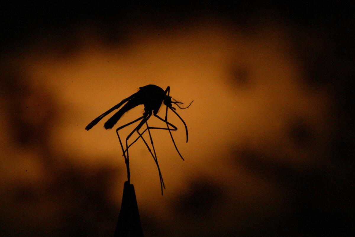 Residents of three San Fernando Valley communities are being warned about the threat of contracting the West Nile virus. Above, a file photo shows a mosquito trapped by Los Angeles County vector control officers.