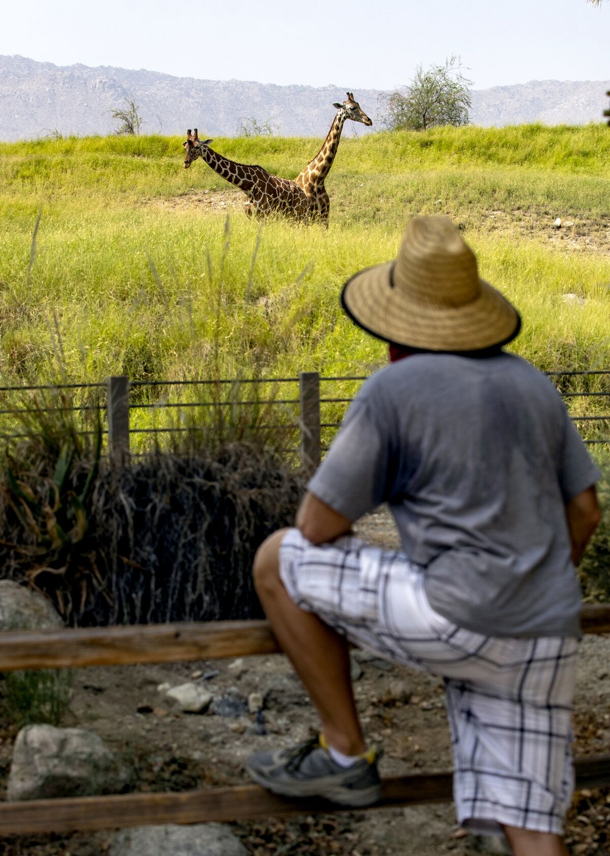 A visitor gets a close-up view of two giraffes at the Living Desert Zoo and Gardens in Palm Desert.