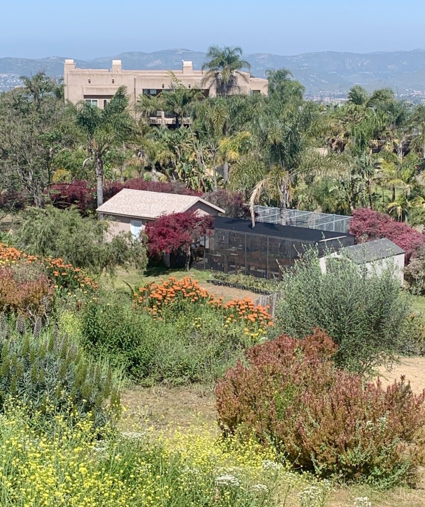 Daniel MacDonald and Stephen Leonard grow a variety of Proteas on their property on the northwestern slope of Mt. Woodson.