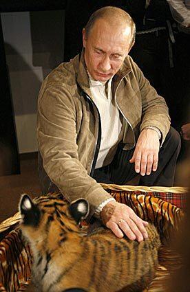 Petting the tiger