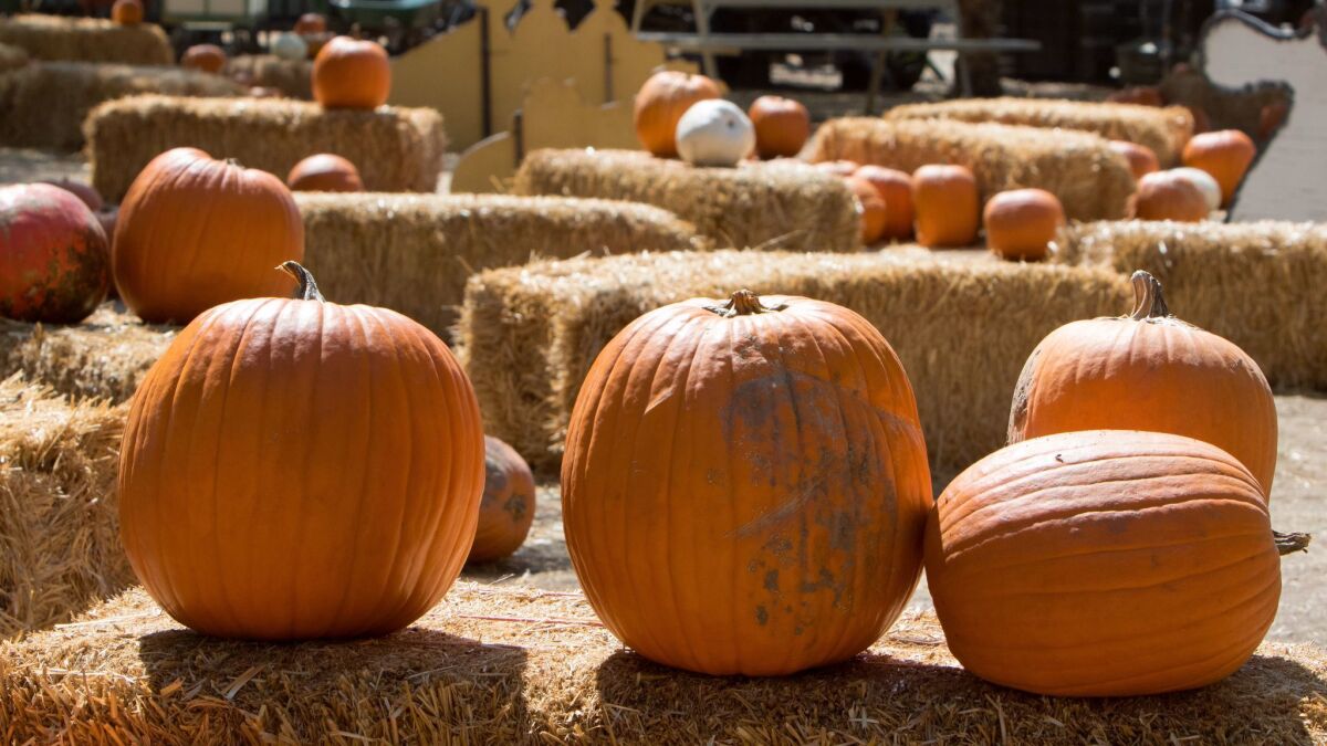 Pumpkins wait to be picked in Temecula.